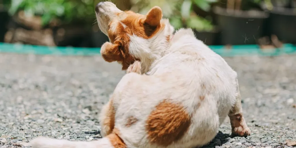 How Can You Improve Your Pet’s Skin and Coat Health Naturally?