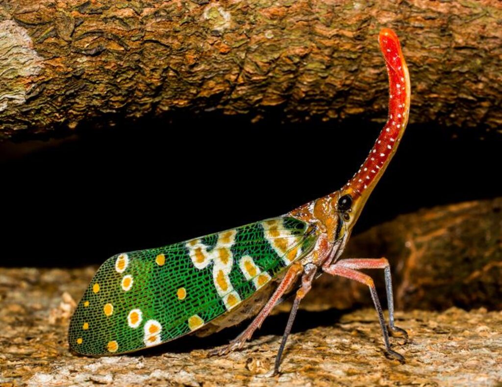 Why Do Exotic Pets Need Specialized Enclosures and Habitat Setups?