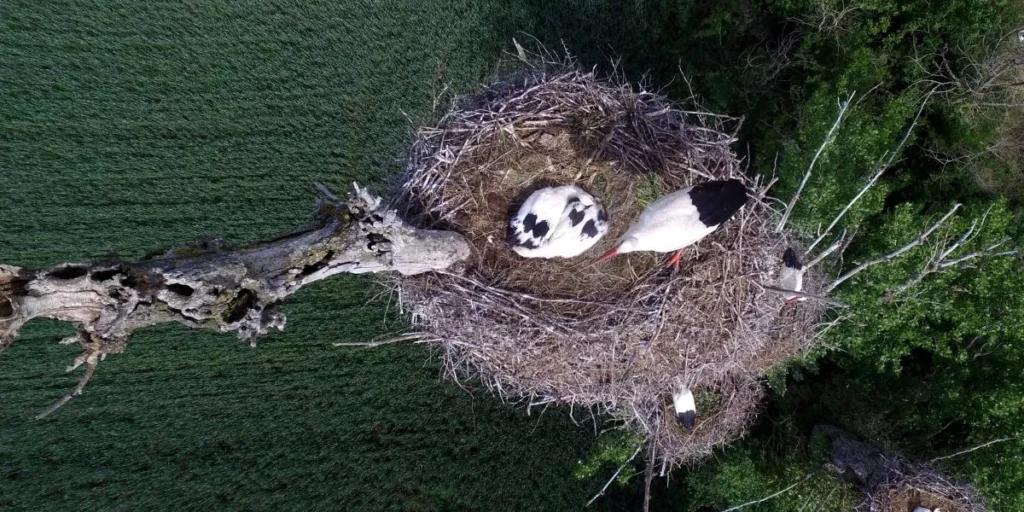 How Do You Choose the Right Nesting Material for Your Bird?